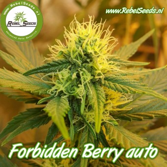 Forbidden Berry autoflower, regulier.